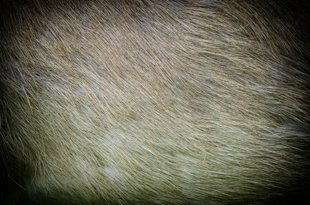 Deer skin texture 