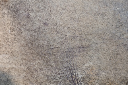 Rhino skin texture の写真素材