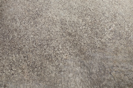 Rhino skin texture の写真素材