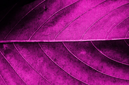 Pink dried leaf texture の写真素材
