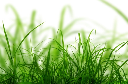 Green grass texture in the nature の写真素材
