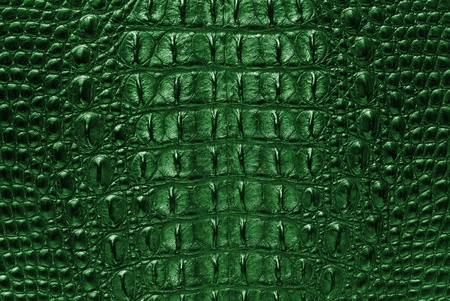 Green Crocodile bone skin texture background の写真素材