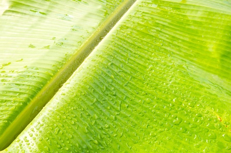 Water drop on green banana leaf texture の写真素材