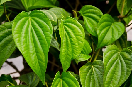 Green betel leaf in the park の写真素材