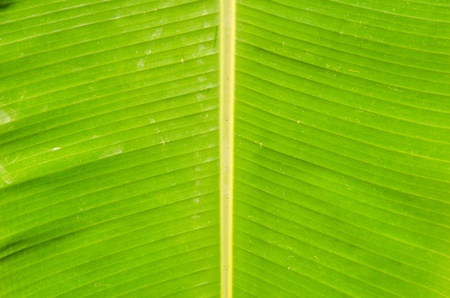 Green fresh banana leaf texture の写真素材