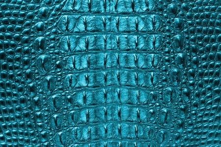 Crocodile bone skin texture background の写真素材
