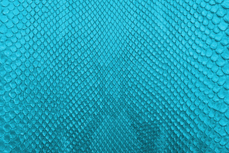 Blue python snake skin texture background の写真素材