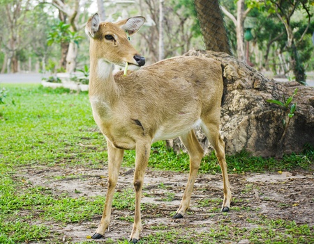 Deer in the nature の写真素材