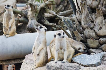 Meerkats in the nature の写真素材