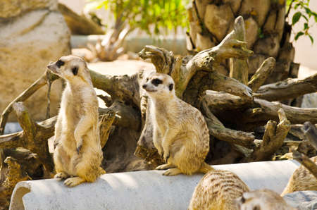 Meerkats in the nature の写真素材
