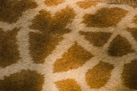 Giraffe skin texture 