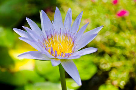 Purple lotus in the park の写真素材