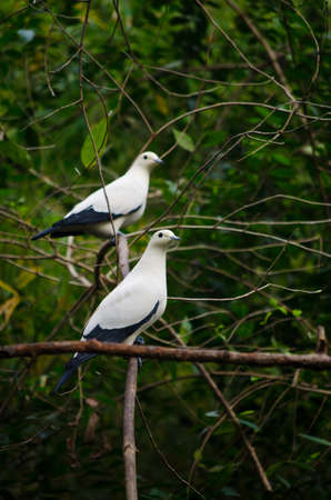 Bird in the nature 