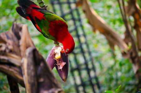 Parrot in the nature の写真素材