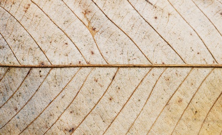 Dried Leaf texture の写真素材