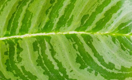 Green Leaf Texture の写真素材