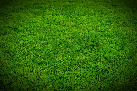 Green grass texture in the nature の写真素材