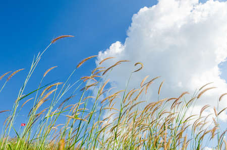 Flower with the blue sky の写真素材