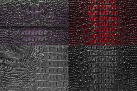 Set of Crocodile bone skin texture background の写真素材