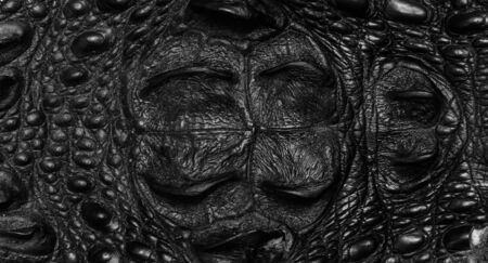 Crocodile bone skin texture background の写真素材