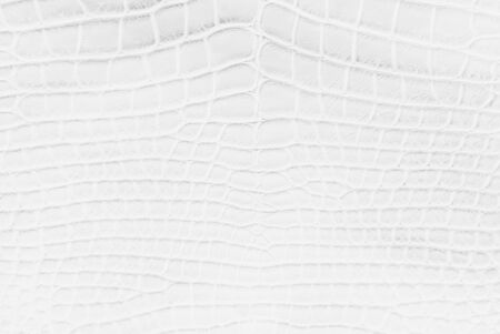 White Crocodile Skin Texture Background.の写真素材