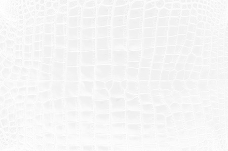 White Crocodile Skin Texture Background.の写真素材