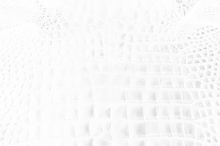 White Crocodile Skin Texture Background.の写真素材