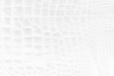 White Crocodile Skin Texture Background.の写真素材