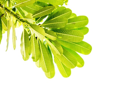 Green leaves isolated on the white background 