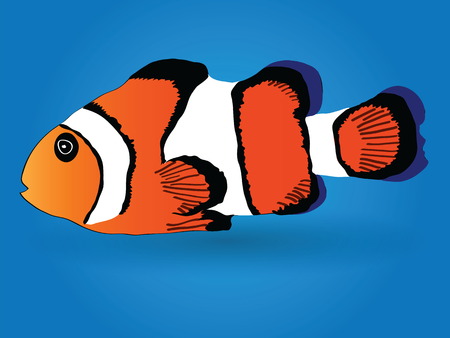 Anemonefish, Clownfish,   Amphiprion ocellaris  Vector Illustration EPS 10 のイラスト素材