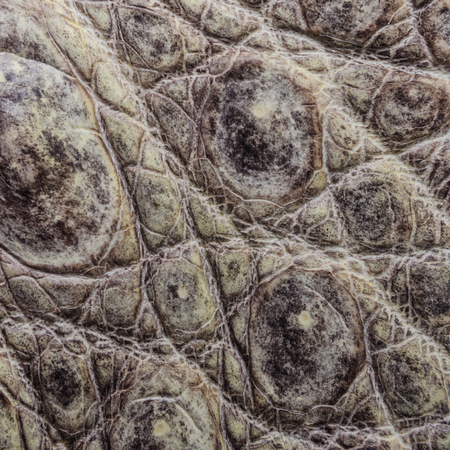 Crocodile bone skin texture background.の写真素材