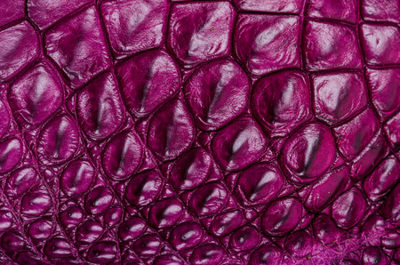 Crocodile bone skin texture background.の写真素材