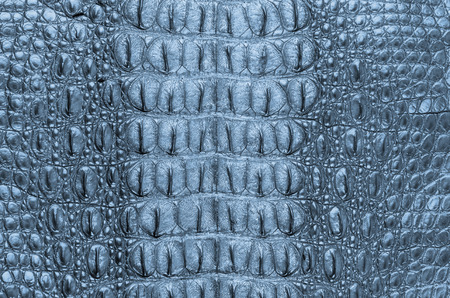 Crocodile bone skin texture background.の写真素材