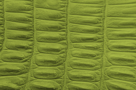 Crocodile bone skin texture background.