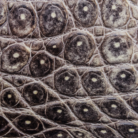 Crocodile bone skin texture background.の写真素材