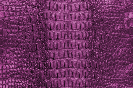 Crocodile bone skin texture background.の写真素材