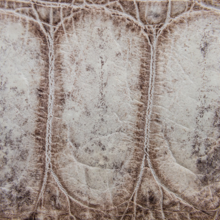 Crocodile bone skin texture background.の写真素材