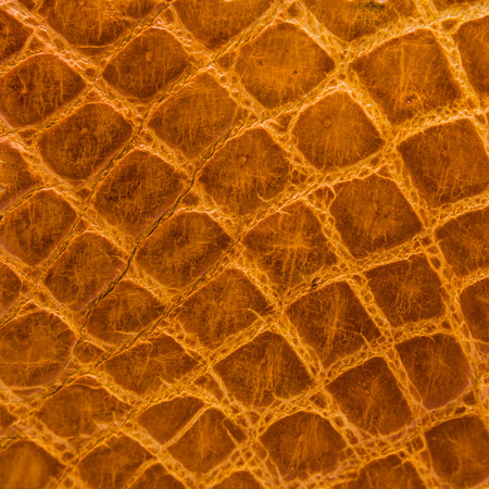 Freshwater crocodile bone skin texture background.