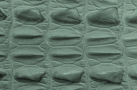 Freshwater crocodile bone skin texture background.の写真素材
