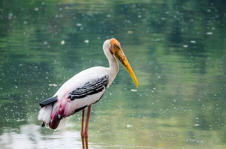 Bird in the nature.の写真素材
