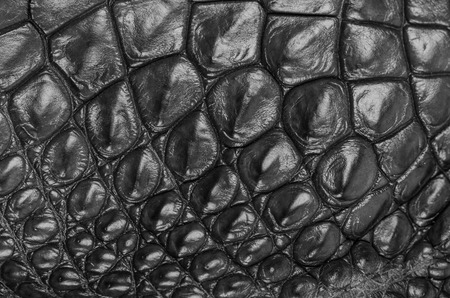Freshwater crocodile bone skin texture background.