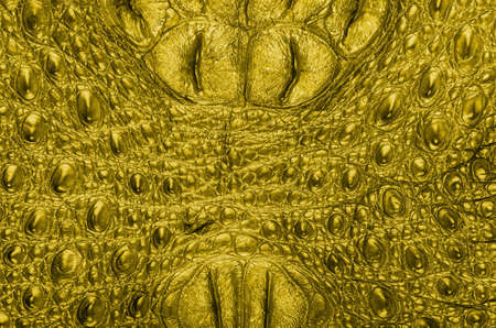 Freshwater crocodile bone skin texture background.の写真素材