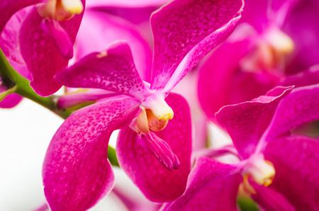Orchid Flowers.の写真素材