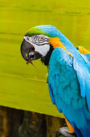 Parrot Macaw in the nature.の写真素材