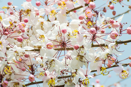 Colorful flower.の写真素材