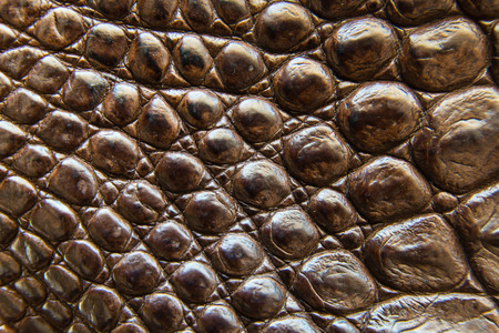 Freshwater crocodile belly skin texture background. This image of Freshwater Crocodile Crocodylus...