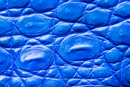 Freshwater crocodile belly skin texture background. This image of Freshwater Crocodile Crocodylus...