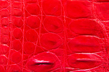 Freshwater crocodile belly skin texture background. This image of Freshwater Crocodile Crocodylus siamensis.This skin is very classic and beauty.の写真素材