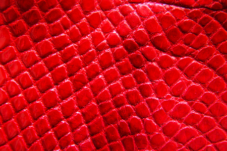 Freshwater crocodile belly skin texture background. This image of Freshwater Crocodile Crocodylus siamensis.This skin is very classic and beauty.の写真素材