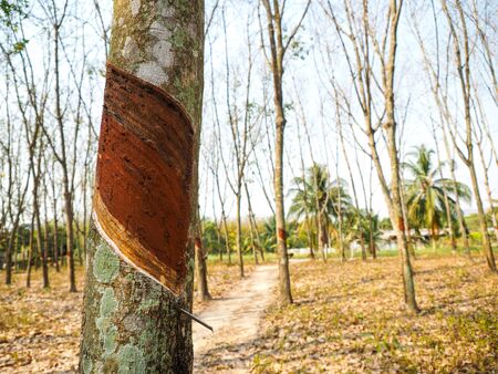 Rubber tree in the Rubber forest.の写真素材